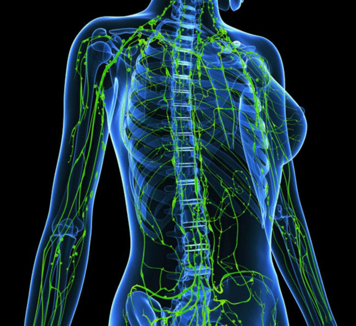 Лимфатическая Система Строение Картинки